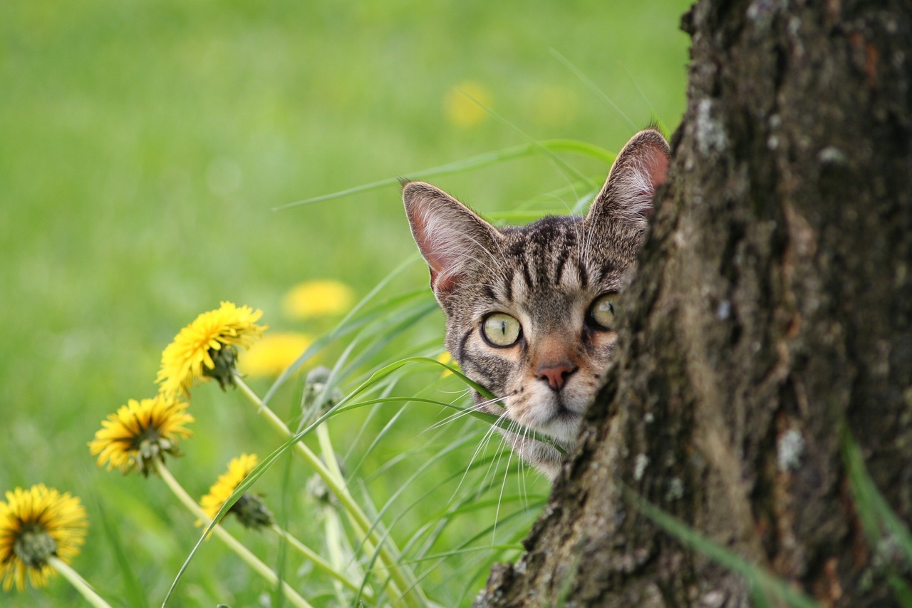 猫最新教案详解